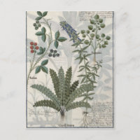 Ferns, Brambles and Flowers