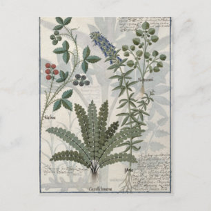 Ferns, Brambles and Flowers Postcard