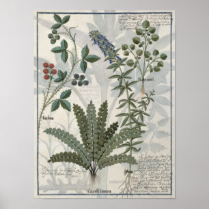 Ferns, Brambles and Flowers Poster