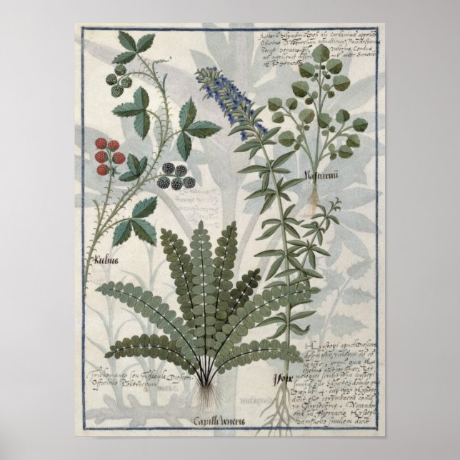 Ferns, Brambles and Flowers Poster (Front)