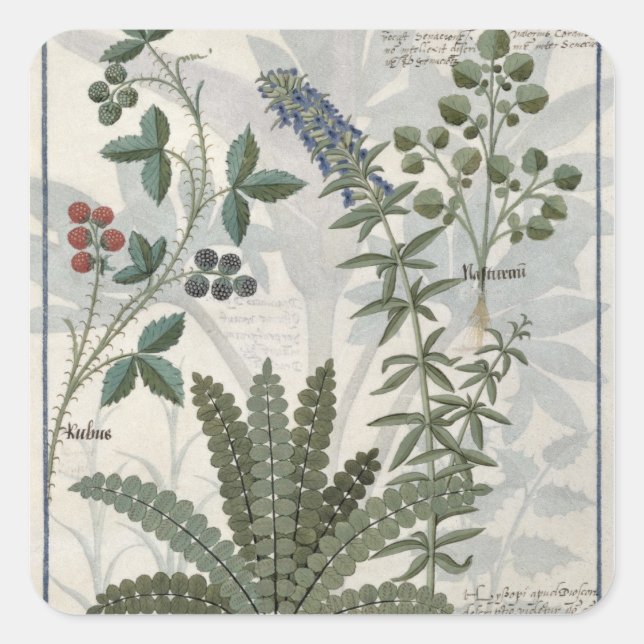 Ferns, Brambles and Flowers Square Sticker (Front)