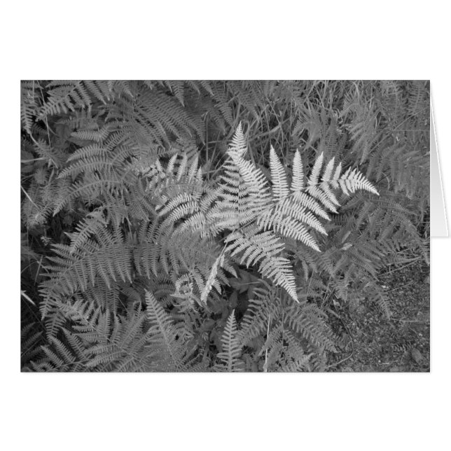 Ferns card (Front Horizontal)