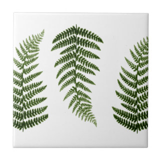 Ferns Ceramic Tile