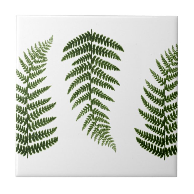 Ferns Ceramic Tile (Front)