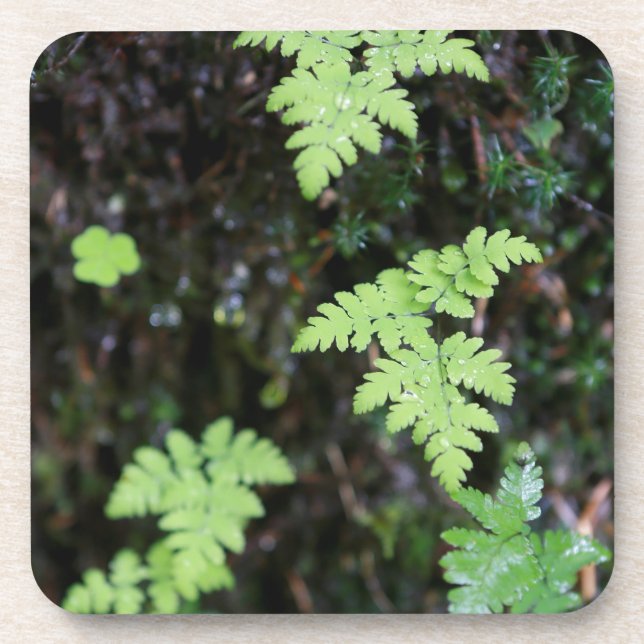 Ferns - coaster (Front)