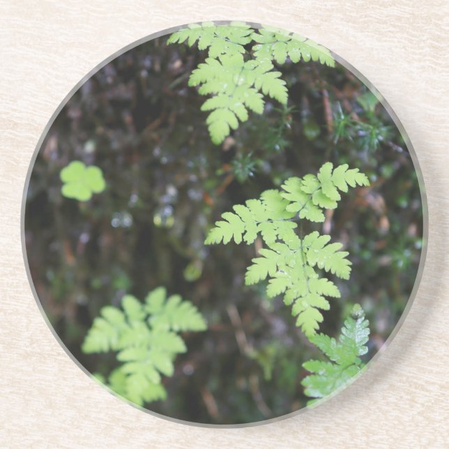 Ferns - coaster (Front)