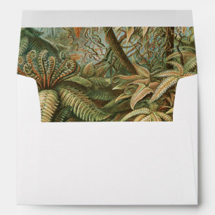 Ferns, Filicinae Laubfarne by Ernst Haeckel Envelope