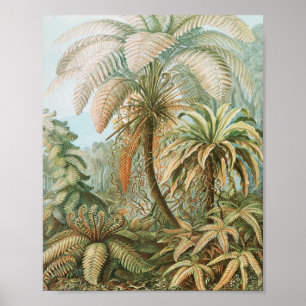 Ferns, Filicinae Laubfarne by Ernst Haeckel Poster