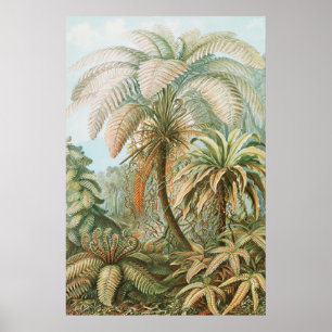 Ferns, Filicinae Laubfarne by Ernst Haeckel Poster