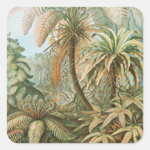 Ferns, Filicinae Laubfarne by Ernst Haeckel Square Sticker