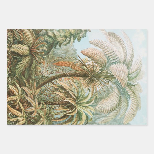 Ferns, Filicinae Laubfarne by Ernst Haeckel Wrapping Paper Sheet (Front)