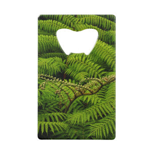 Ferns - Fine Art Photograph
