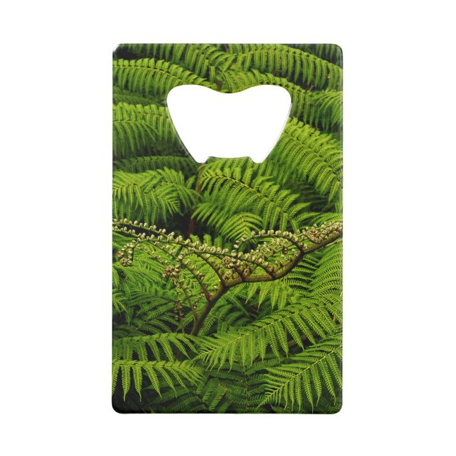 Ferns - Fine Art Photograph (Front)