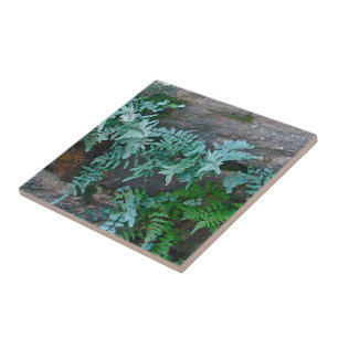 Ferns in Philadelphia Ceramic Tile