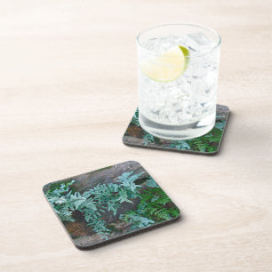 Ferns in Philadelphia Coaster