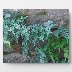 Ferns in Philadelphia Plaque