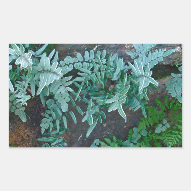 Ferns in Philadelphia Rectangular Sticker (Front)