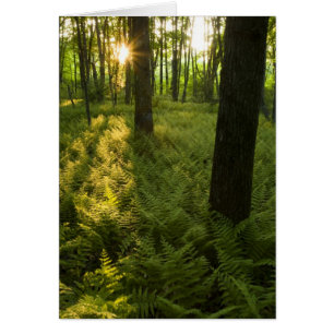Ferns in the forest in Grafton, Massachusetts.