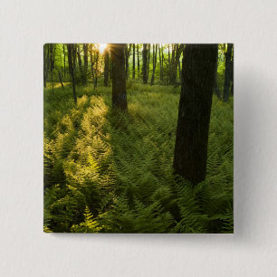 Ferns in the forest in Grafton, Massachusetts. 15 Cm Square Badge