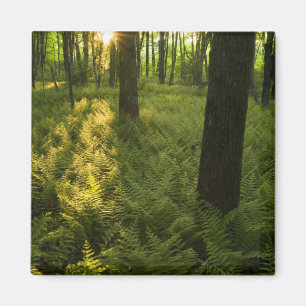 Ferns in the forest in Grafton, Massachusetts. Magnet