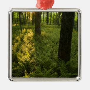 Ferns in the forest in Grafton, Massachusetts. Metal Ornament