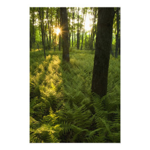 Ferns in the forest in Grafton, Massachusetts. Photo Print