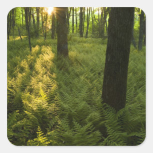 Ferns in the forest in Grafton, Massachusetts. Square Sticker