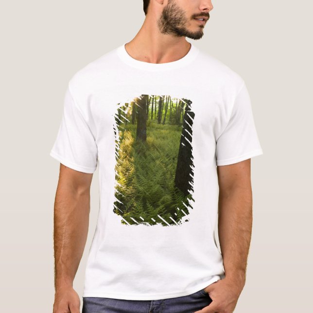 Ferns in the forest in Grafton, Massachusetts. T-Shirt (Front)