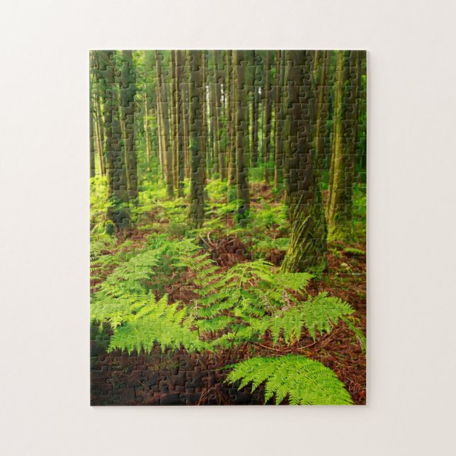 Ferns in the forest jigsaw puzzle (Vertical)