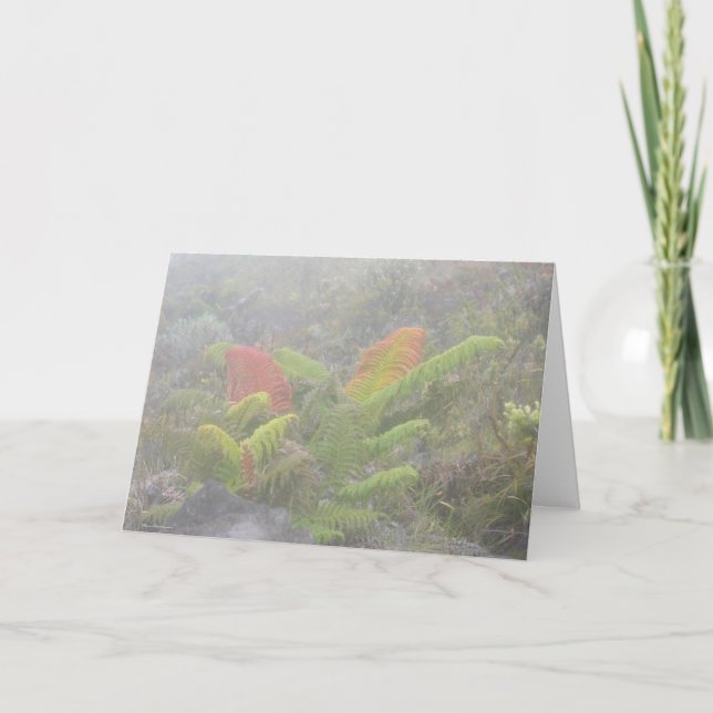 Ferns in the Mist - Haleakala, Maui Card (Front)