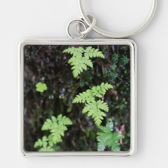 Ferns - key ring (Front)