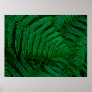 Ferns of Pico Island Poster