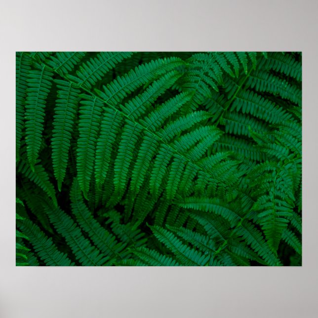 Ferns of Pico Island Poster (Front)