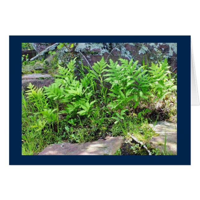 Ferns on a Rock Formation in Wisconsin Blank Card (Front Horizontal)