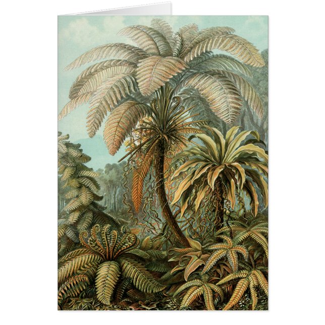Ferns Palm Tree Antique Botanical Ferns Art (Front)
