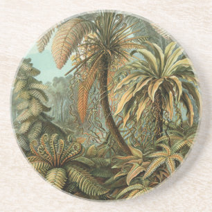 Ferns Palm Tree Antique Botanical Ferns Art Coaster