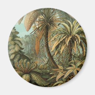 Ferns Palm Tree Antique Botanical Ferns Art Magnet
