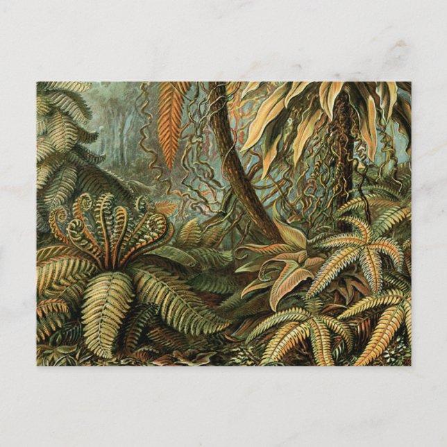 Ferns Palm Tree Antique Botanical Ferns Art Postcard (Front)