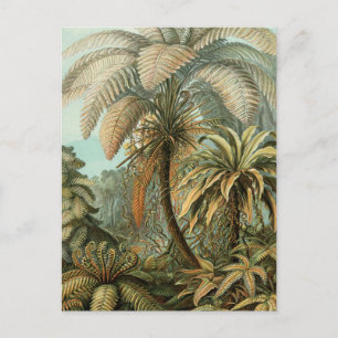 Ferns Palm Tree Antique Botanical Ferns Art Postcard