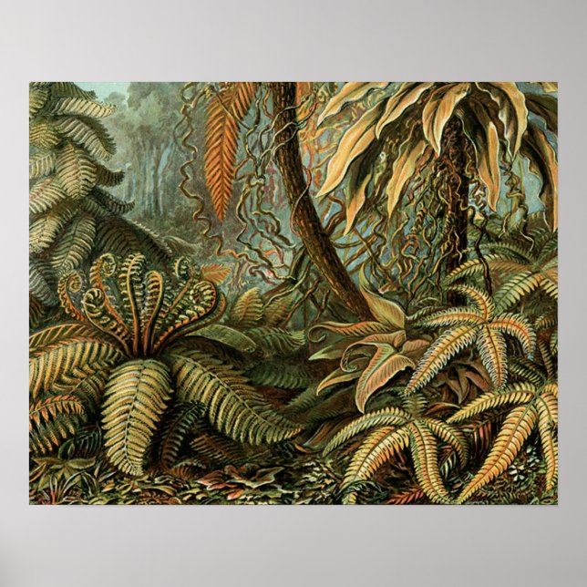 Ferns Palm Tree Antique Botanical Ferns Art Poster (Front)