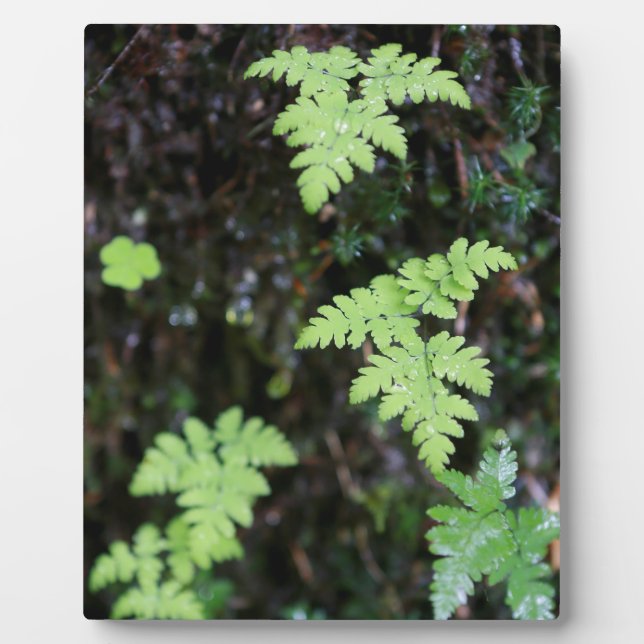 Ferns - plaque (Front)
