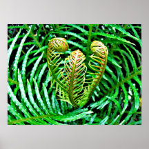 Ferns Unfurling