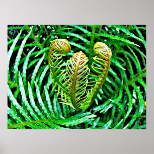 Ferns Unfurling Poster