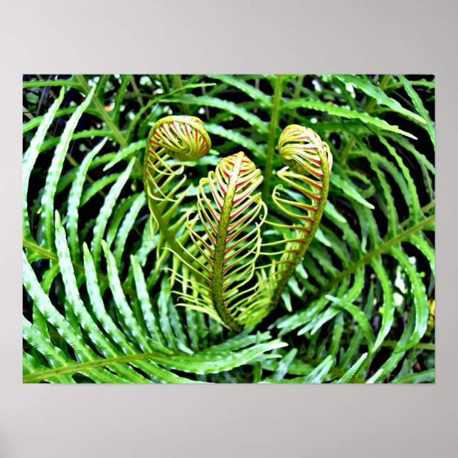 Ferns Unfurling Poster (Front)