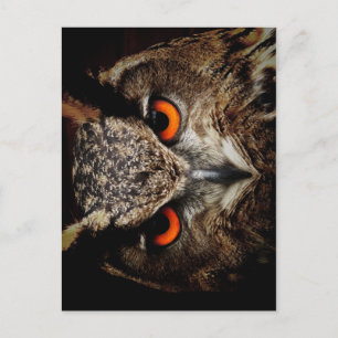 Ferocious Owl Postcard
