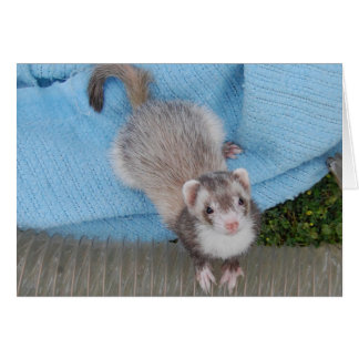 ferret