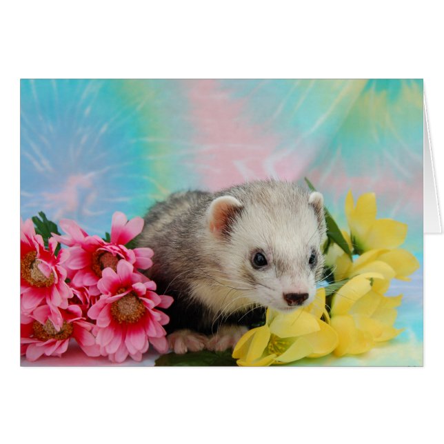 Ferret (Front Horizontal)