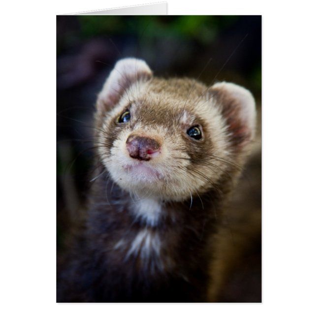 Ferret (Front)