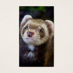 Ferret