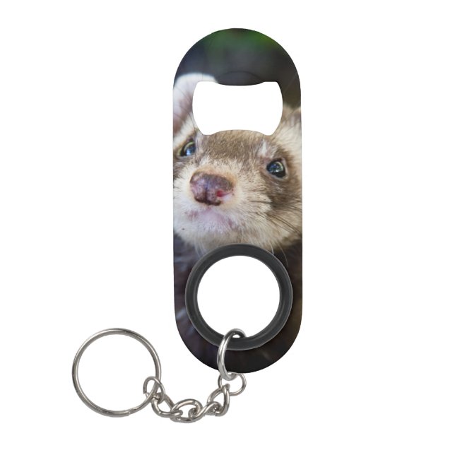 Ferret (Front)
